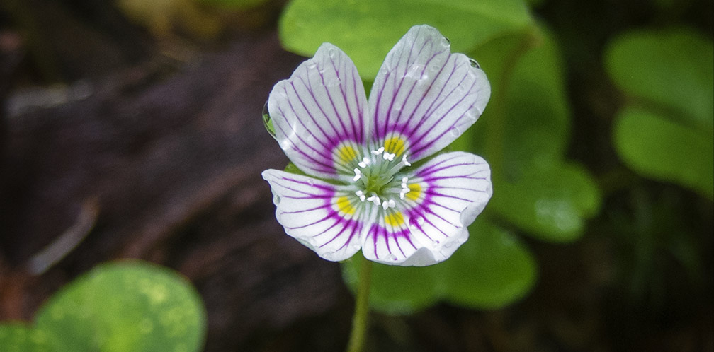 Ti Lecture Series: Adk Birds and Wildflowers
