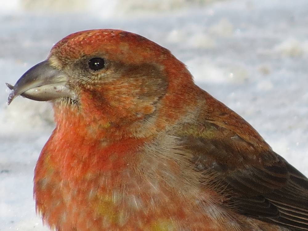 Winter Bird Visitors of Northern New York